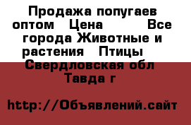 Продажа попугаев оптом › Цена ­ 500 - Все города Животные и растения » Птицы   . Свердловская обл.,Тавда г.